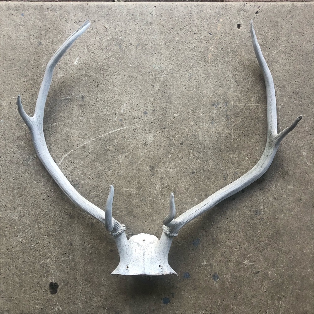 HOLD Vintage | Boho Deer Antler Rack Decor - Picture 12 of 16
